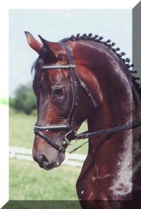 Obrazek