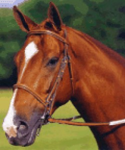 Obrazek