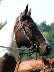 Obrazek