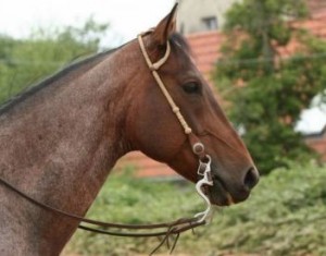 Obrazek
