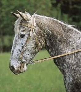 Obrazek