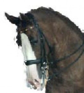 Obrazek